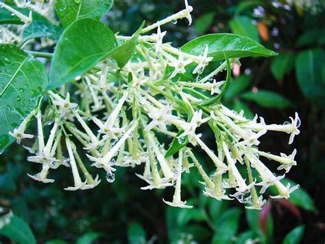 Fleurs et feuilles du Galant de Nuit