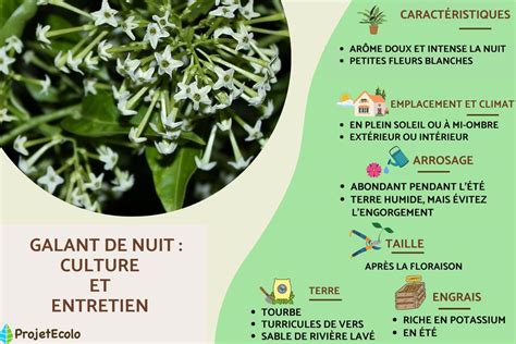 Galant de Nuit en pot protégé pour l'hiver