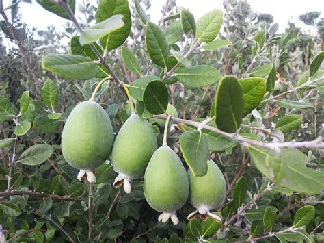 Illustration d'un Feijoa Sellowiana en fleurs