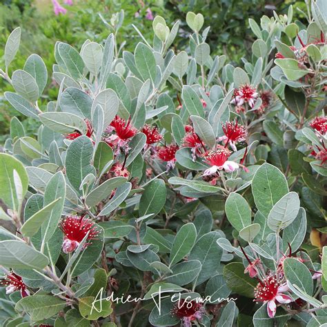 Fleurs et feuilles caractéristiques du Feijoa