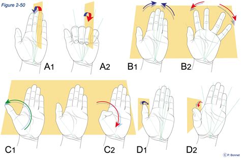 Vue en coupe de la poignée rotative et du mouvement de la main sur un sécateur ergonomique