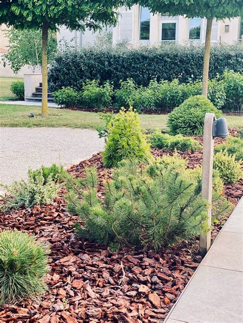 Copeaux d'écorce de pin pour paillage