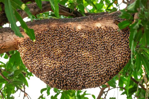 Image d'un essaim d'abeilles regroupées sur une branche