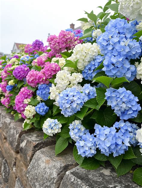 Hortensias en fleurs dans un jardin breton