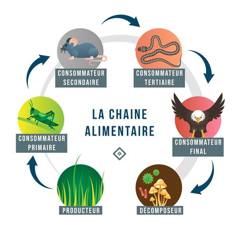 Diagramme illustrant la chaîne alimentaire et l'écosystème