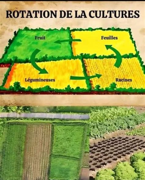 Infographie sur les bénéfices de la rotation des cultures