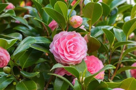 Infographie des différentes formes de fleurs de Camélia