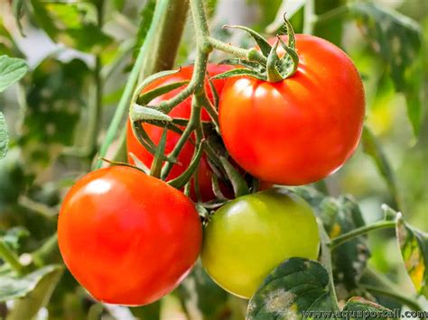 Plant de tomate sain et plant de tomate malade