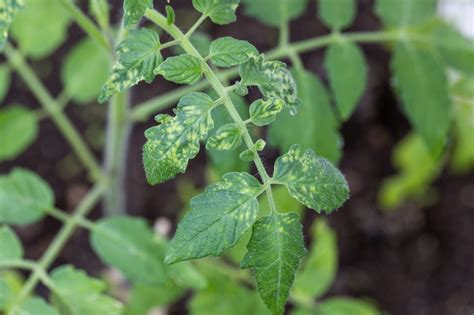 Symptômes de l'oïdium sur feuille de tomate