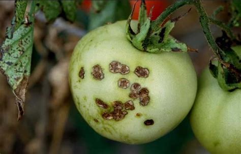 Lésions de la tache bactérienne sur des fruits de tomate