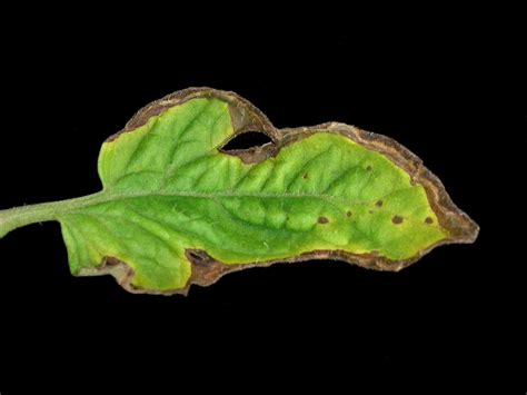 Lésions de la moucheture bactérienne sur feuille de tomate