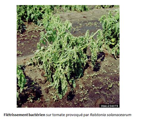 Plant de tomate atteint de flétrissement bactérien