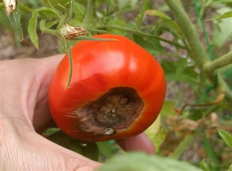 Tomate avec nécrose apicale (cul noir)
