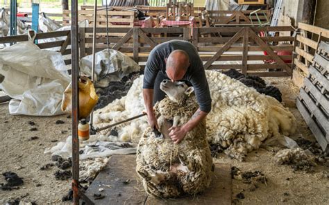 Un berger pratiquant la tonte traditionnelle d'une brebis dans un environnement rural