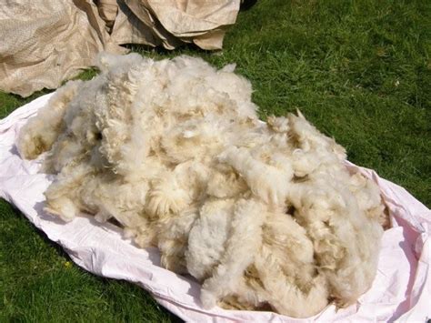 Photo macro d'une fibre de laine brute juste après la tonte