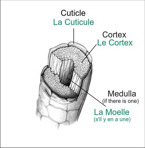 Schéma microscopique de la structure d'une fibre de laine