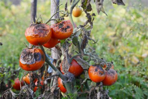 Tomates et mildiou