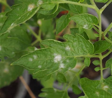 Feuilles de tomates atteintes du mildiou avec duvet blanc