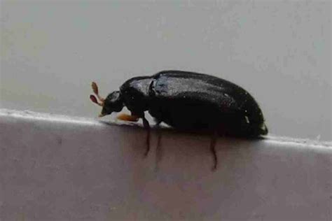 Illustration de différents petits insectes noirs courants en été