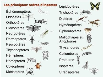 Infographie montrant les différents types d'insectes noirs et leurs nuisances potentielles