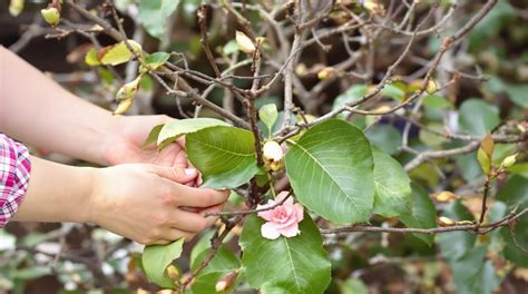 Illustration d'un giroflier adulte avec ses boutons floraux et ses feuilles persistantes