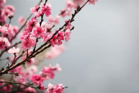 Signification symbolique de la fleur de prunier