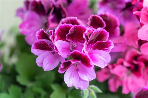 Gros plan sur les fleurs roses intenses du Géranium Marcada® Pink