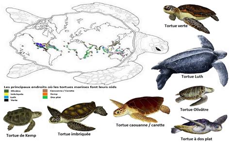 Carte de répartition des tortues terrestres