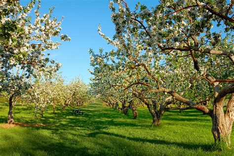 Vergers de pommiers en fleurs dans le Pilat