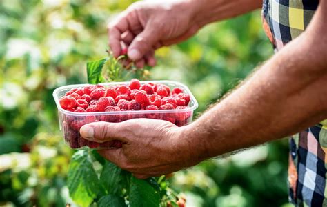 Panneau indiquant une cueillette de fruits rouges