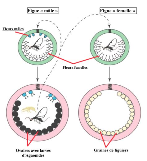 Schéma du mutualisme figuier-guêpe pollinisatrice avec ses interactions parasitaires et prédatrices