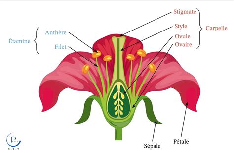 une fleur de vanille avec ses organes reproducteurs
