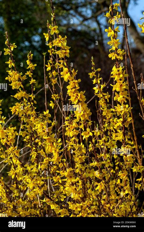 Forsythia en pleine floraison printanière