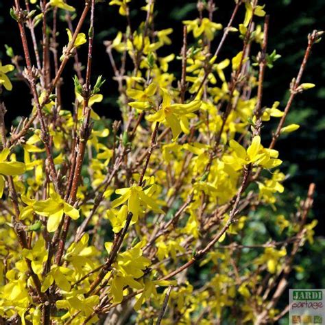 Différents types de branches sur un forsythia