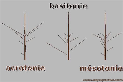 Schéma de croissance mésotone du forsythia