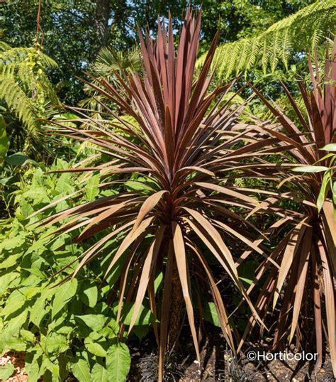Cordyline Australis 'Red Star' avec son feuillage rouge foncé