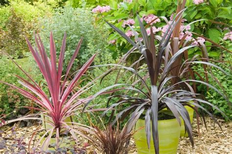 Infographie : Utilisations de la Cordyline 'Red Star' dans le jardin