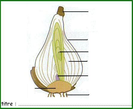 Coupe transversale d'un bulbe de plante