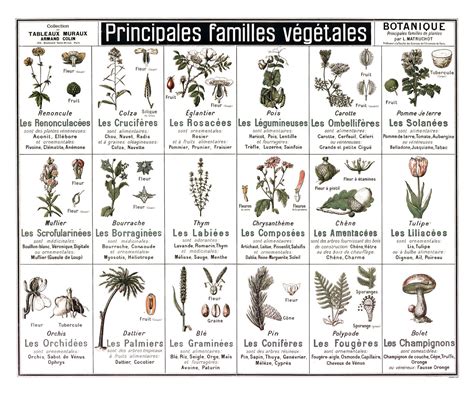 Mosaïque de différentes fleurs de la famille des Iridacées