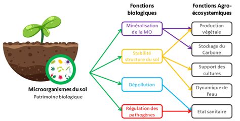 Infographie sur les micro-organismes du sol et leur rôle dans la décomposition du BRF