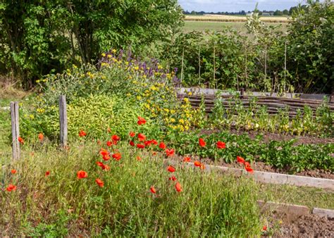 Vegetable garden rich in biodiversity