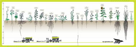 Diagramme des périodes d'implantation des couverts végétaux