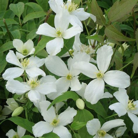 Illustration d'une Clematis montana 'Grandiflora' en pleine floraison sur une pergola