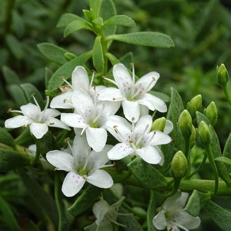 Myoporum parvifolium avec ses fleurs blanches