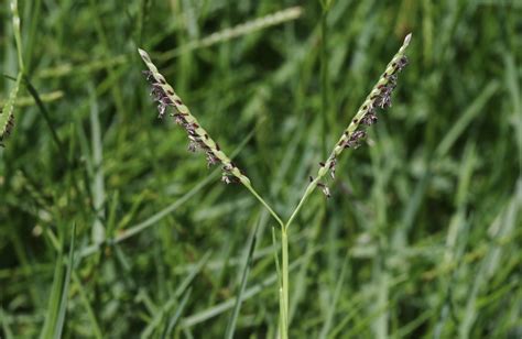 Tableau comparatif des différents gazons C4 (Bermuda Grass, Paspalum Vaginatum, Cynodon Dactylon, STREMUDA, Kikuyu, Axonopus Brazil Pro)