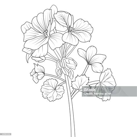 Illustration de fleurs de Géranium en gros plan