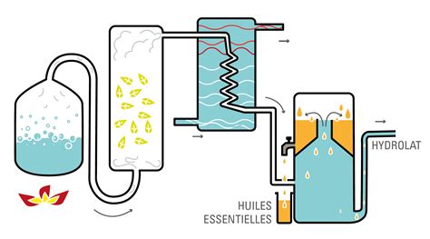 Schéma illustrant la distillation des huiles essentielles
