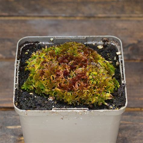 Plantes en pot avec de la sphaigne comme substrat