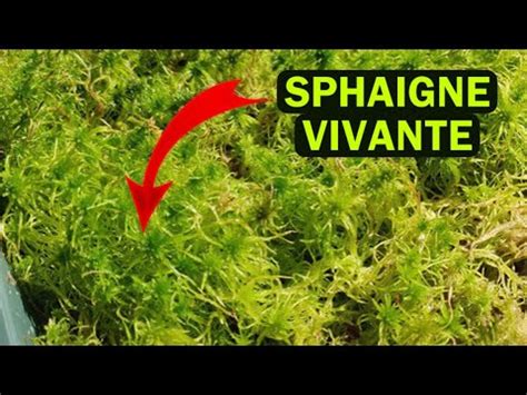 Schéma de culture de sphaigne en bac