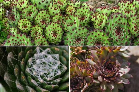 Panorama de différentes variétés de succulentes aux formes et couleurs variées